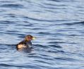 Rhinoceros Auklet